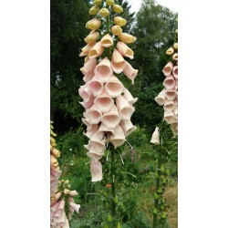 Digitalis purpurea 'Apricot...