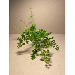 Adiantum raddianum