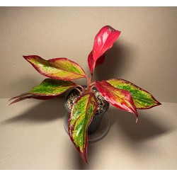 Aglaonema 'Crete Flame'