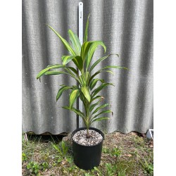 Cordyline fruticosa 'Kiwi'