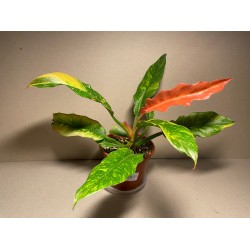 Philodendron 'Ring of Fire', M