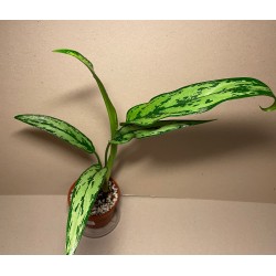 Aglaonema 'Cutlass'