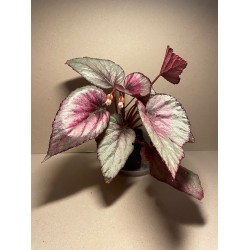 Begonia rex