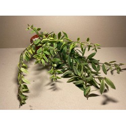 Aeschynanthus speciosus...