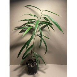 Ficus binnendijkii