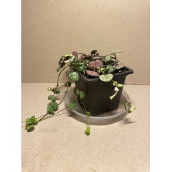 Ceropegia woodii