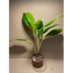 Aglaonema 'White Lime'