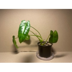 Philodendron burle-marxii