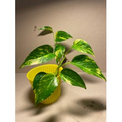 Epipremnum aureum