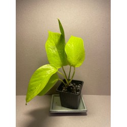 Epipremnum aureum 'Neon',...