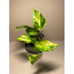 Epipremnum aureum 'NJoy Gold'